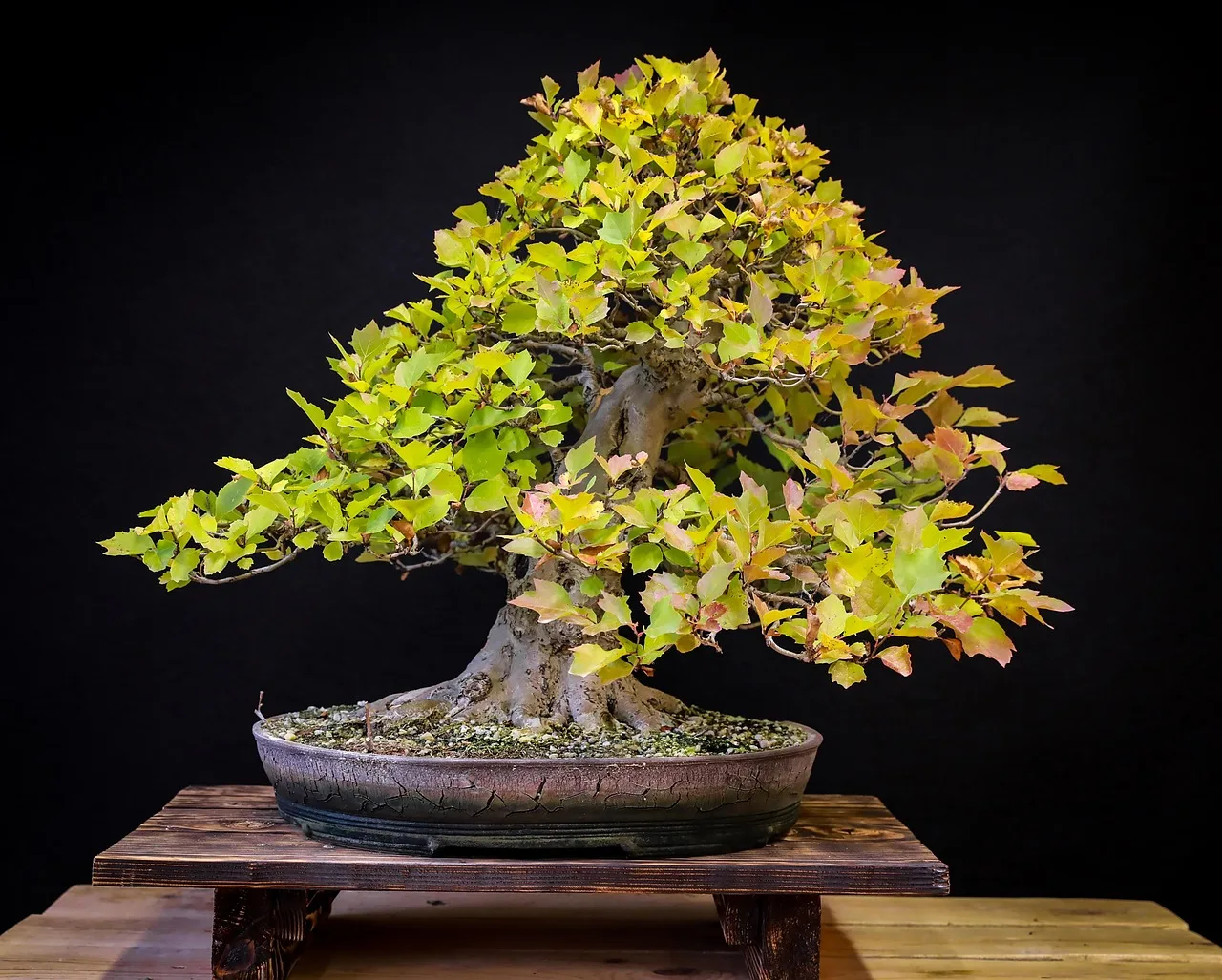 Japon bonsai sergisi - yeşil yapraklı ağaç fotoğrafı