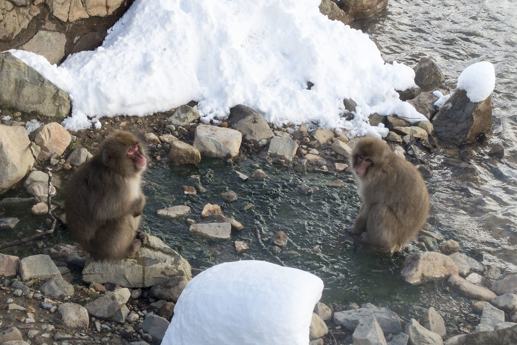 Jigokudani'de Kışın Sıcak Kaplıca Suyunda Dinlenen Japon Kar Maymunları