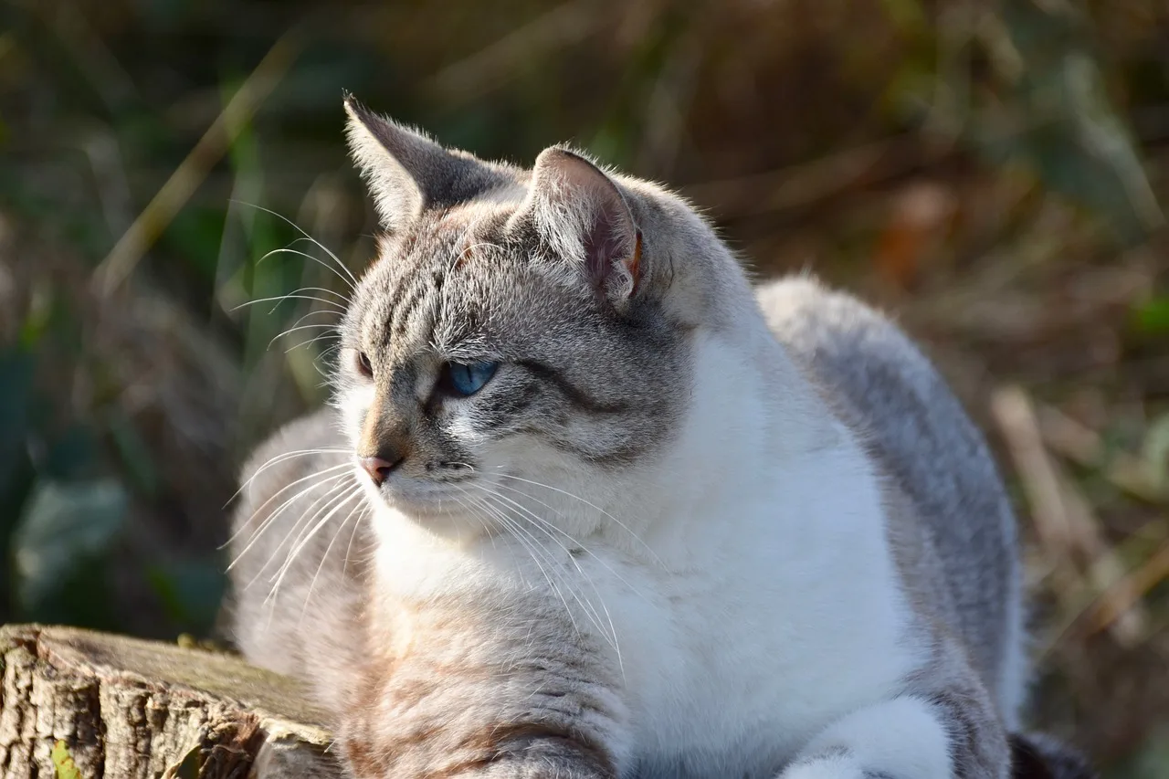 Kabarık tekir kedi portresi - sevimli evcil hayvan