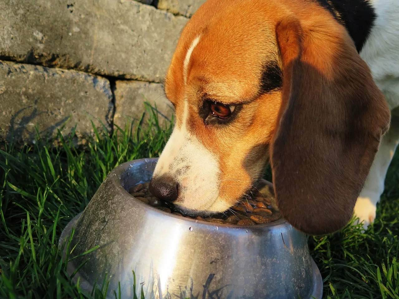 Kahverengi beagle cinsi köpek mama kabının önünde besleniyor - evcil hayvan