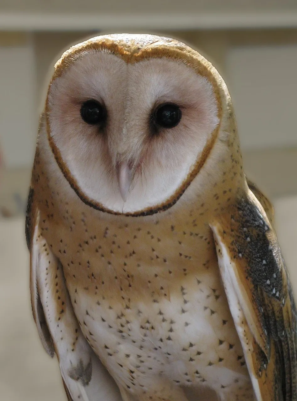 Kahverengi kızıl baykuş fotoğrafı - doğada raptor