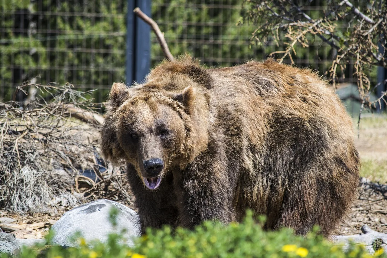 Kahverengi koala uyurken vahşi yaşam portresi