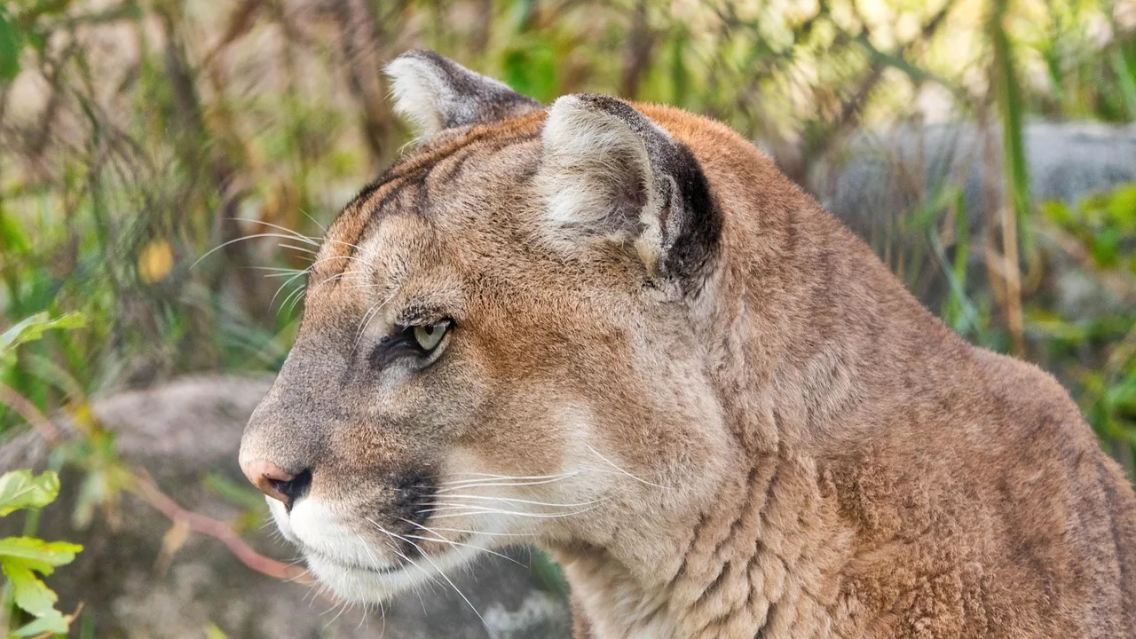 Kahverengi puma portresi - vahşi dağ aslanı
