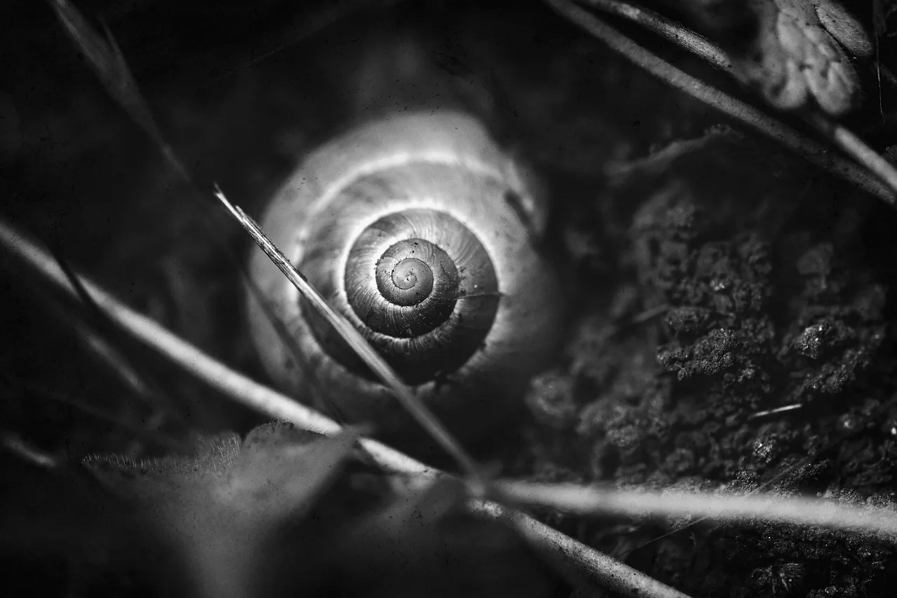 Kahverengi sümüklü böcek kabuğu makro fotoğrafı