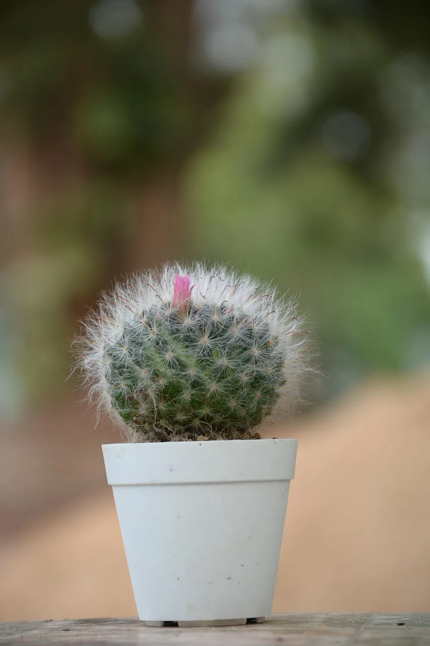 Kaktüs makro fotoğrafı - dekoratif bitki