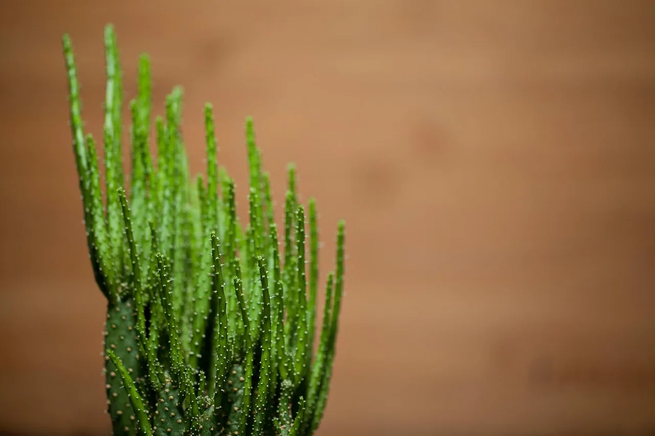 Kaktüs ve sukkulent bitkiler - doğal flora fotoğrafı