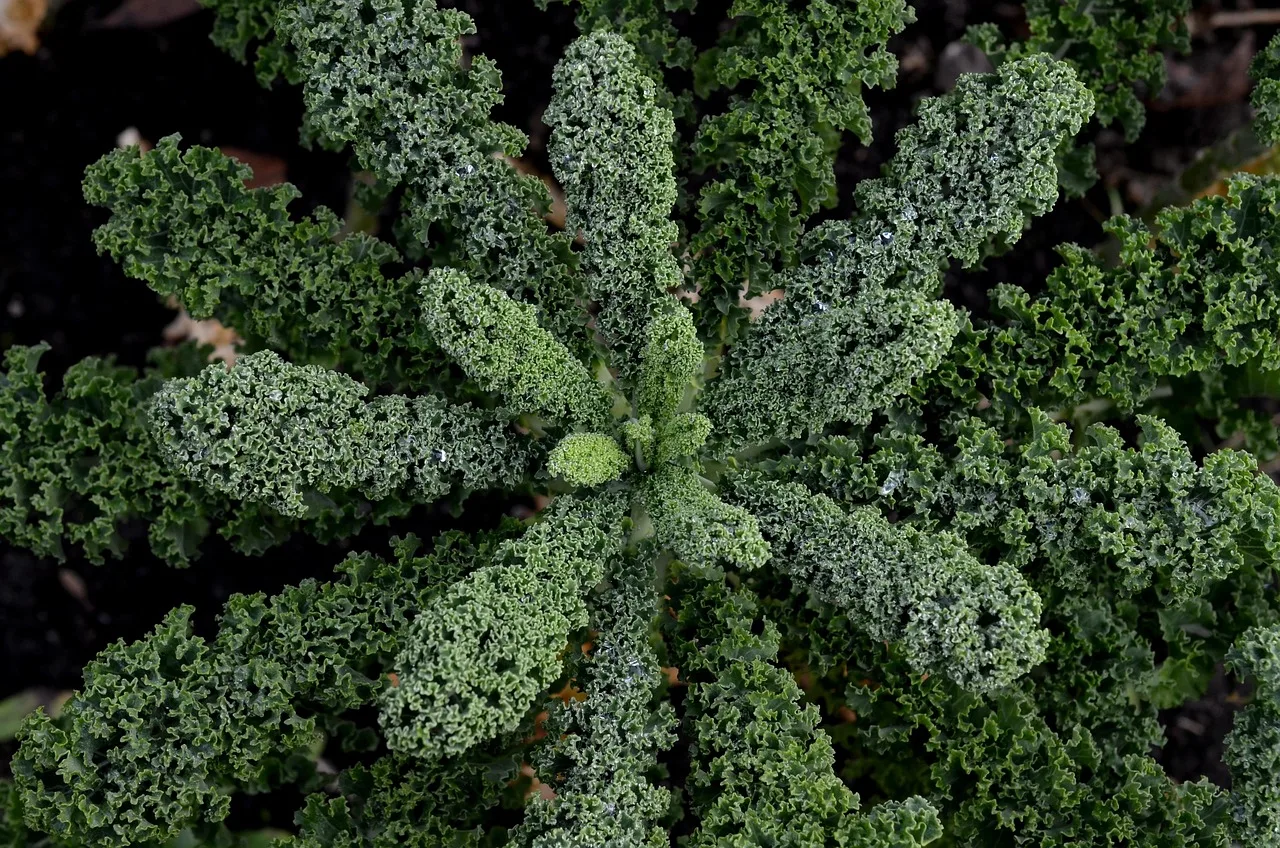 Kale lahana bahçesi - yeşil doğa manzarası