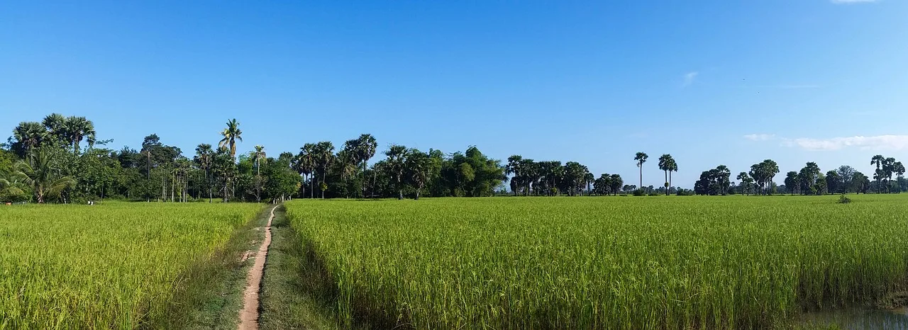 Kamboçya pirinç tarlaları ve Angkor tapınağı manzarası