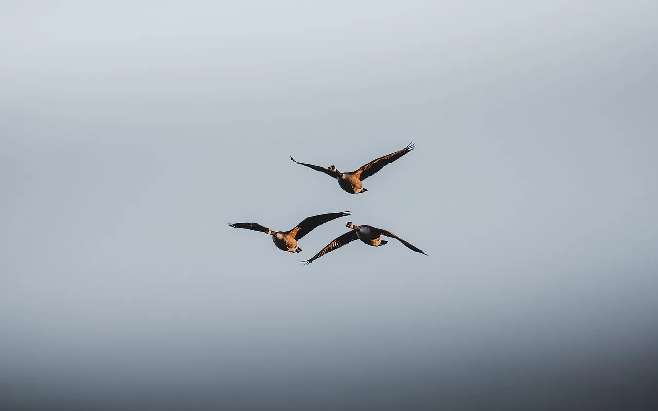 Kanada kazları gökyüzünde minimalist doğa fotoğrafı