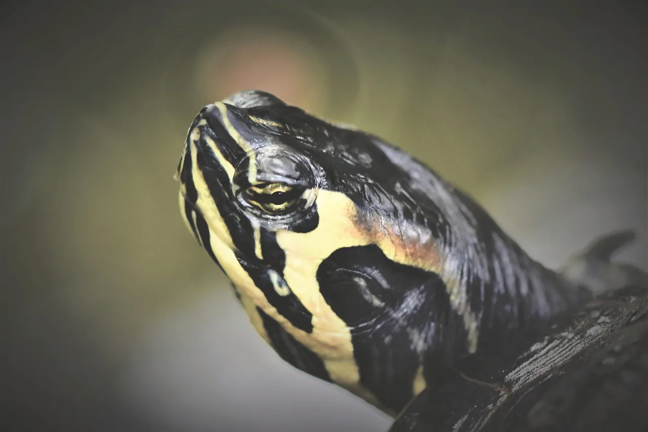 Kaplumbağa su kenarında tropikal doğa fotoğrafı