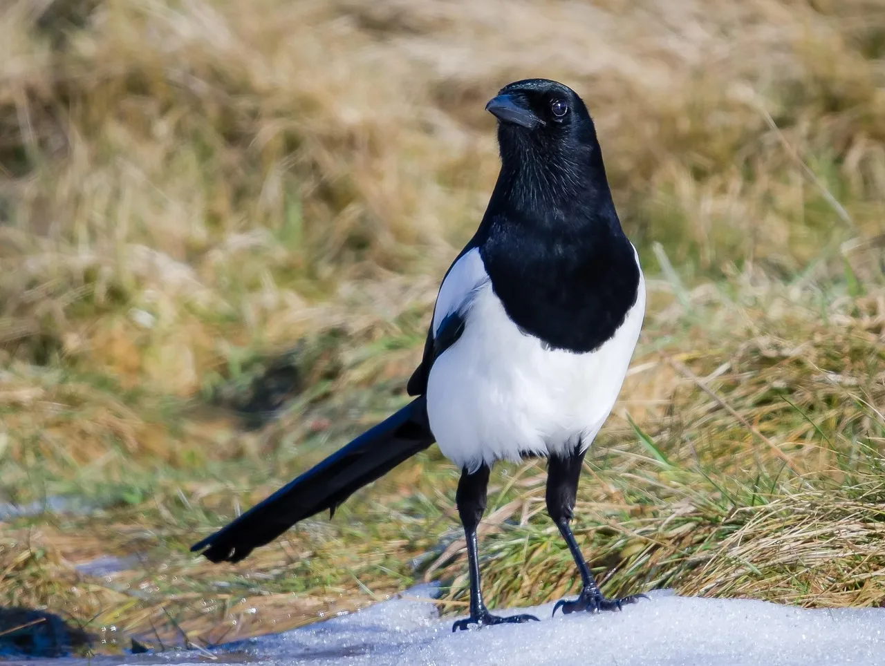 Kar altında tek başına duran magpie kuşu