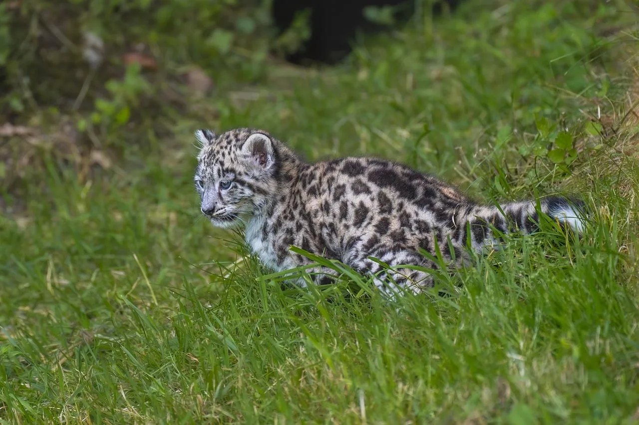 Kar leoparı yavru portresi - vahşi büyük kedi