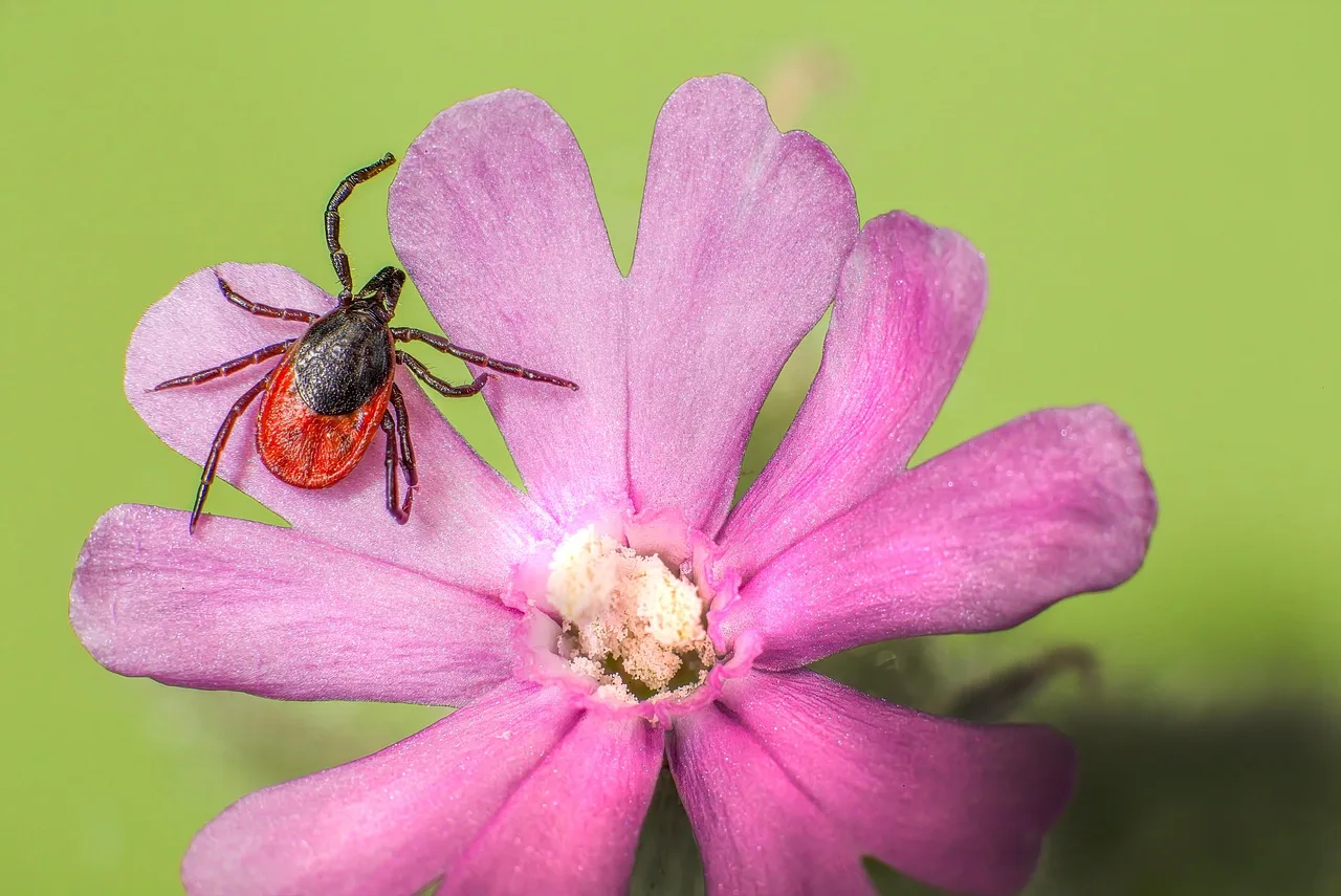 Kara ayaklı kene doğal ortamda - parazitik arachnid