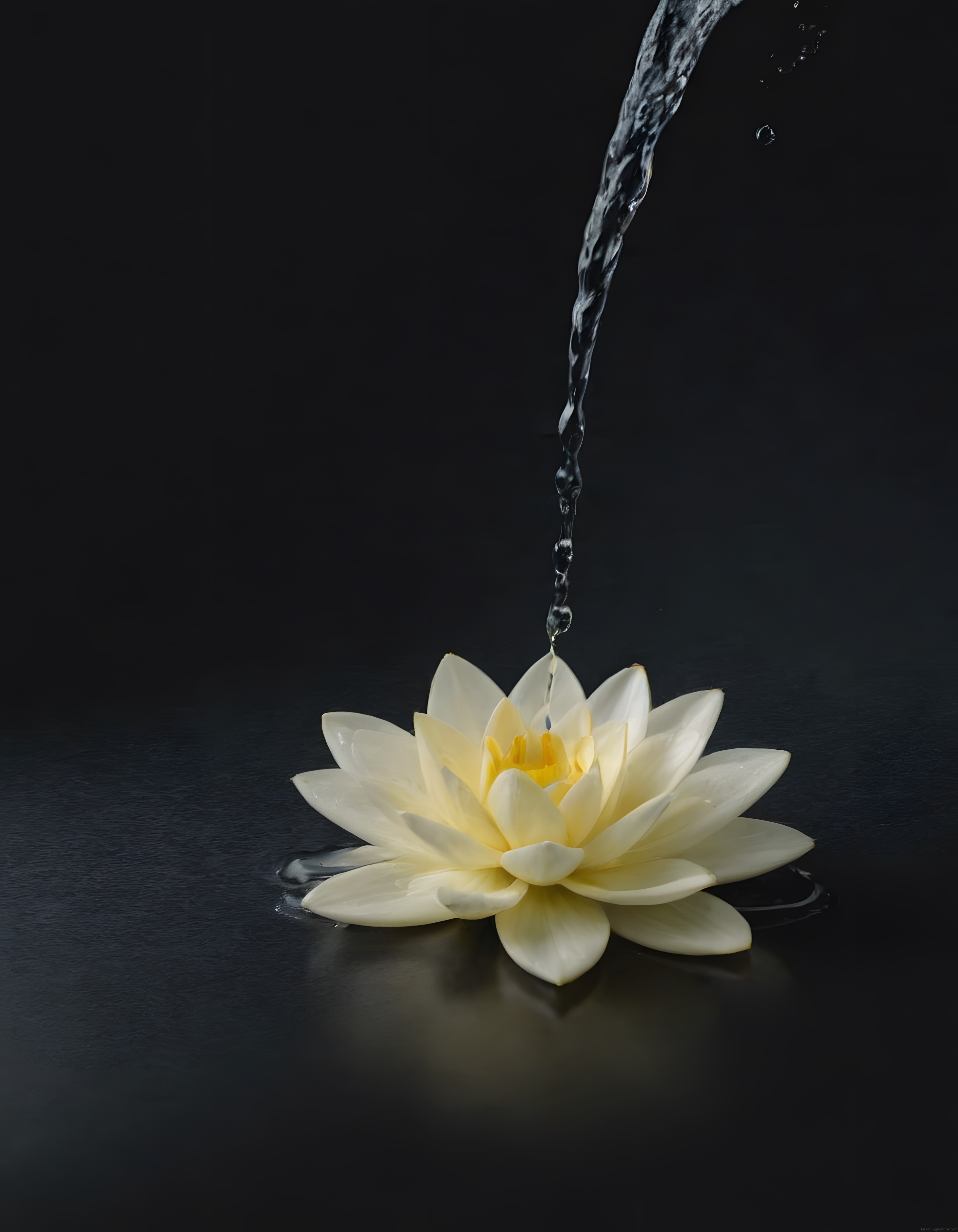 Karanlık Fonda Beyaz Lotus Çiçeğine Dökülen Su ile Sükunet Verici Doğa Görseli