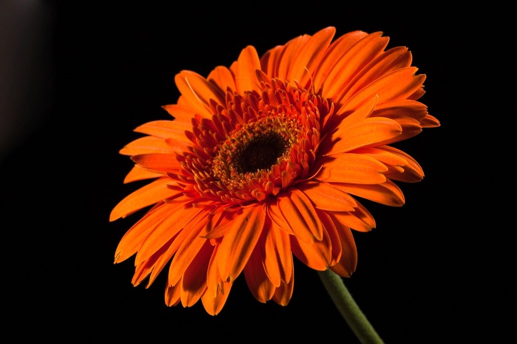 Karanlık Zeminde Parıldayan Turuncu Gerbera Çiçeği Makro Fotoğraf