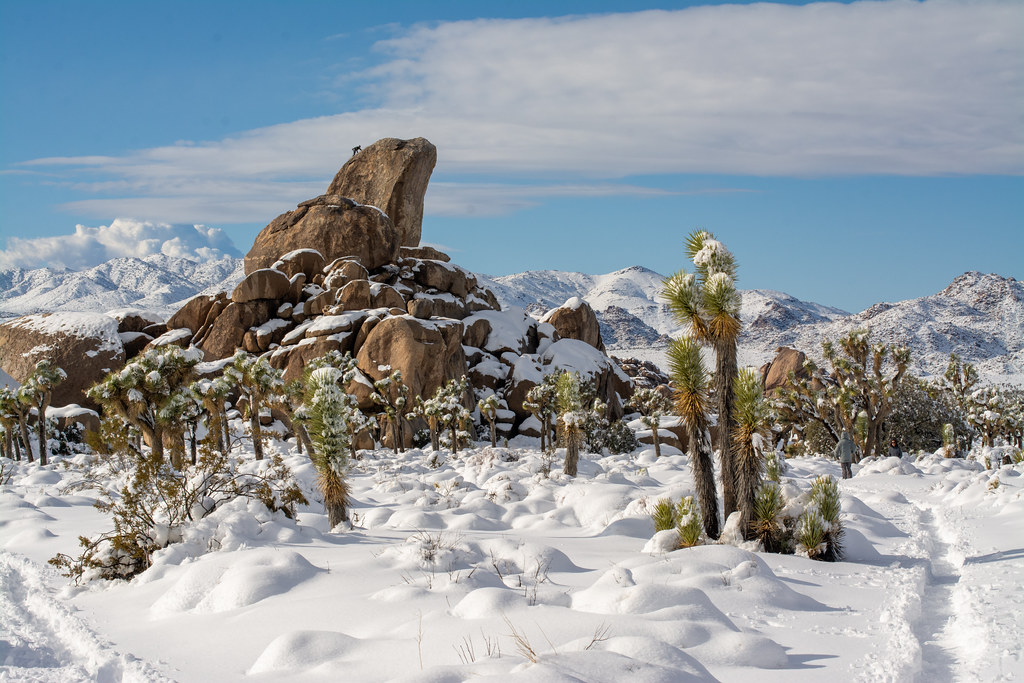 Karla Kaplı Joshua Tree Ulusal Parkı Kış Manzarası ve Granit Kayalar