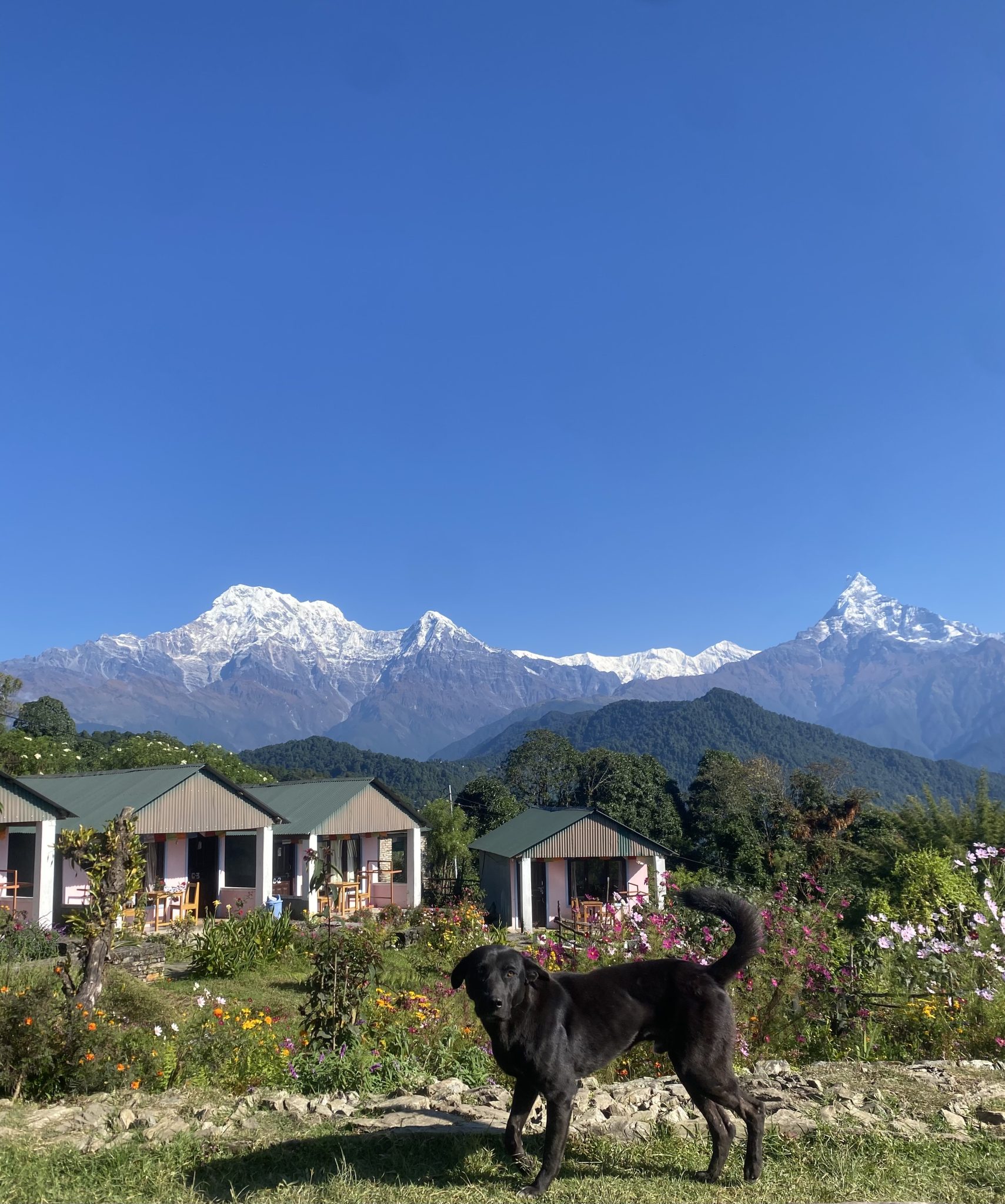 Karlı Annapurna Zirveleri Önünde Çiçekli Bahçe ve Siyah Köpek Manzarası