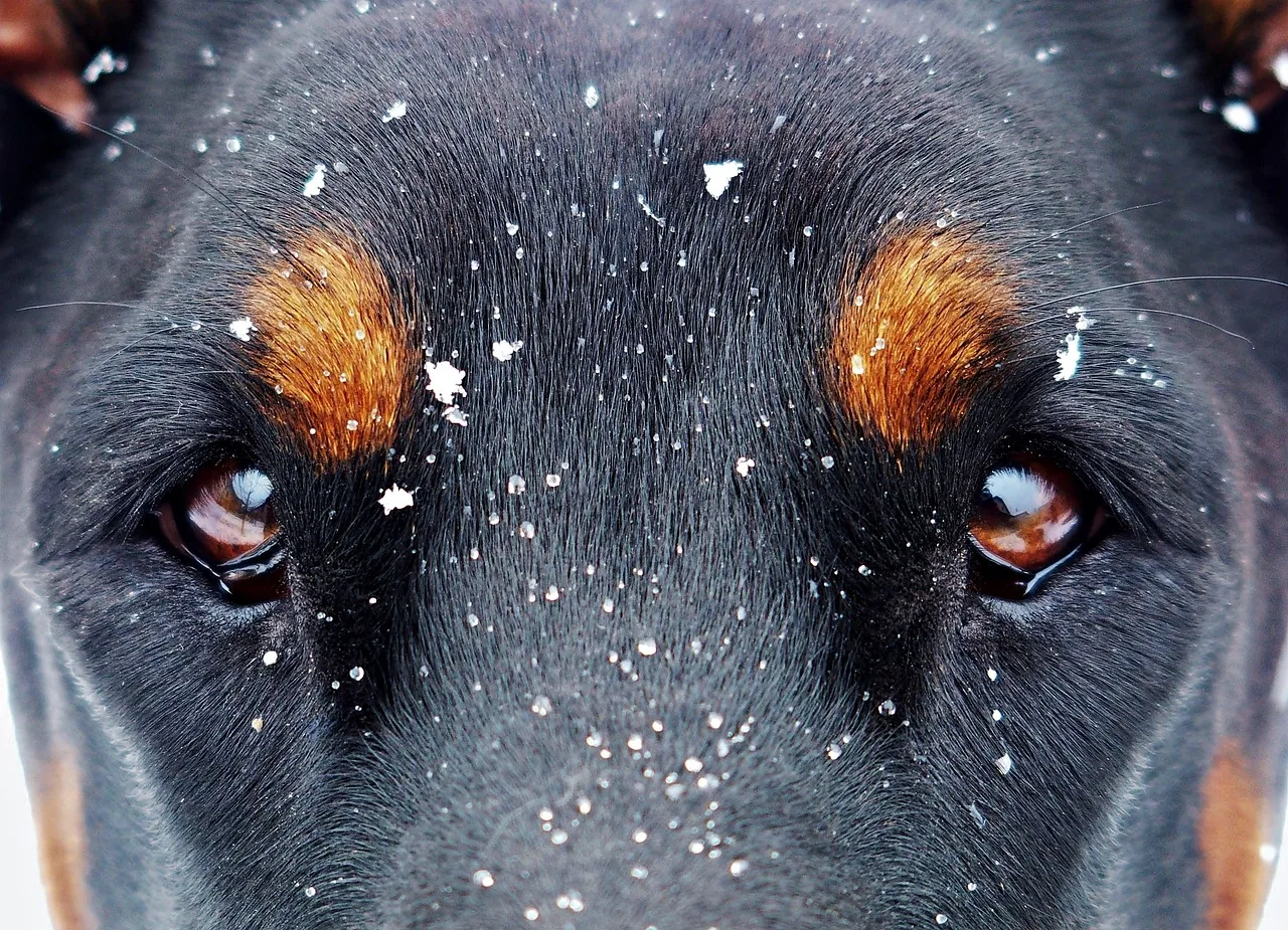 Karlı doğada Doberman köpeğin gözleri - evcil hayvan portresi