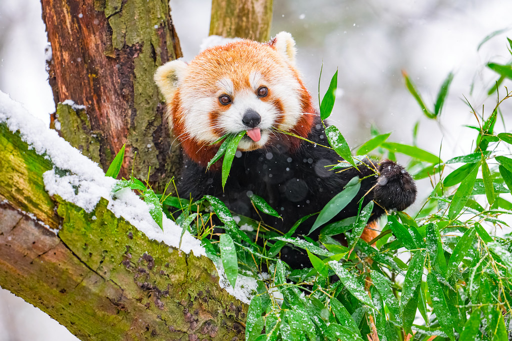 Karlı Ormanda Bambu Yaprakları Yiyen Sevimli Kızıl Panda Portresi