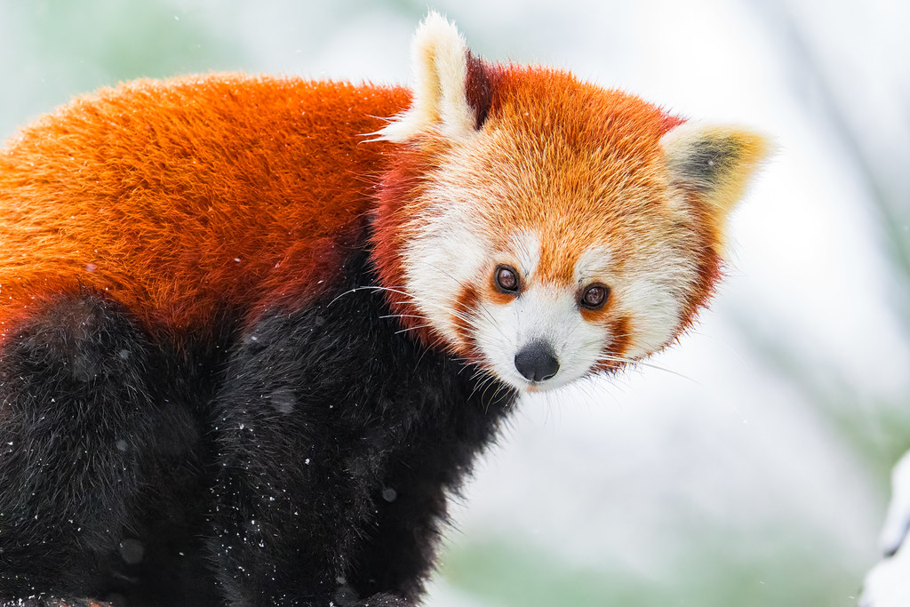 karlı ormanda kızıl pandanın masum bakışları ve tüy detayları