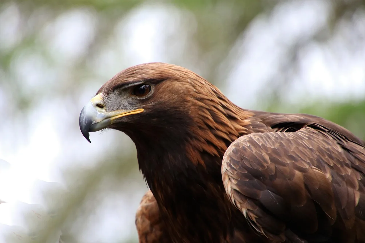Kartal dalda dinlenirken detaylı tüy fotoğrafı
