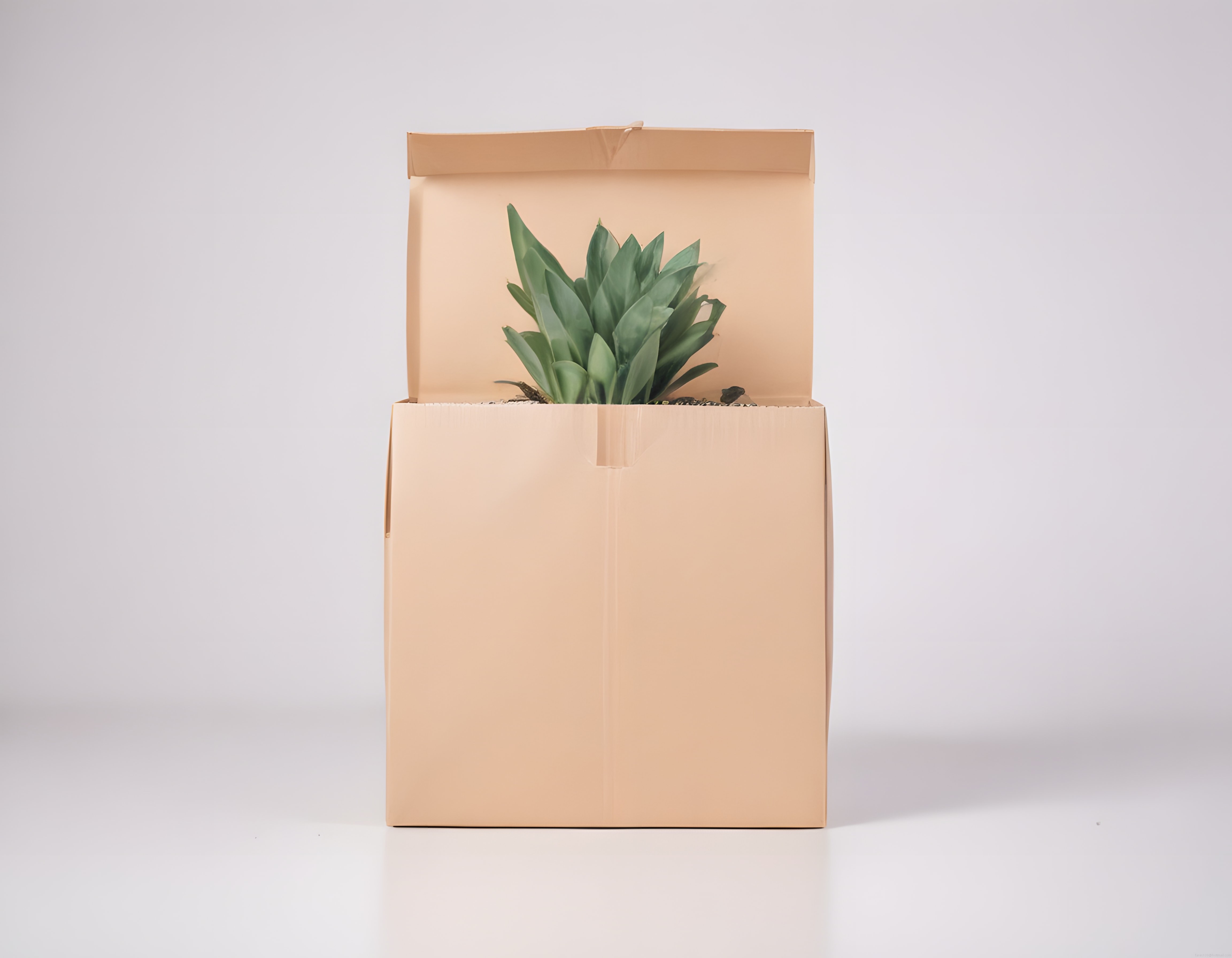 Karton Kutuda Paketlenmiş Yeşil Salon Bitkisi ve Minimal Dekorasyon Konsepti