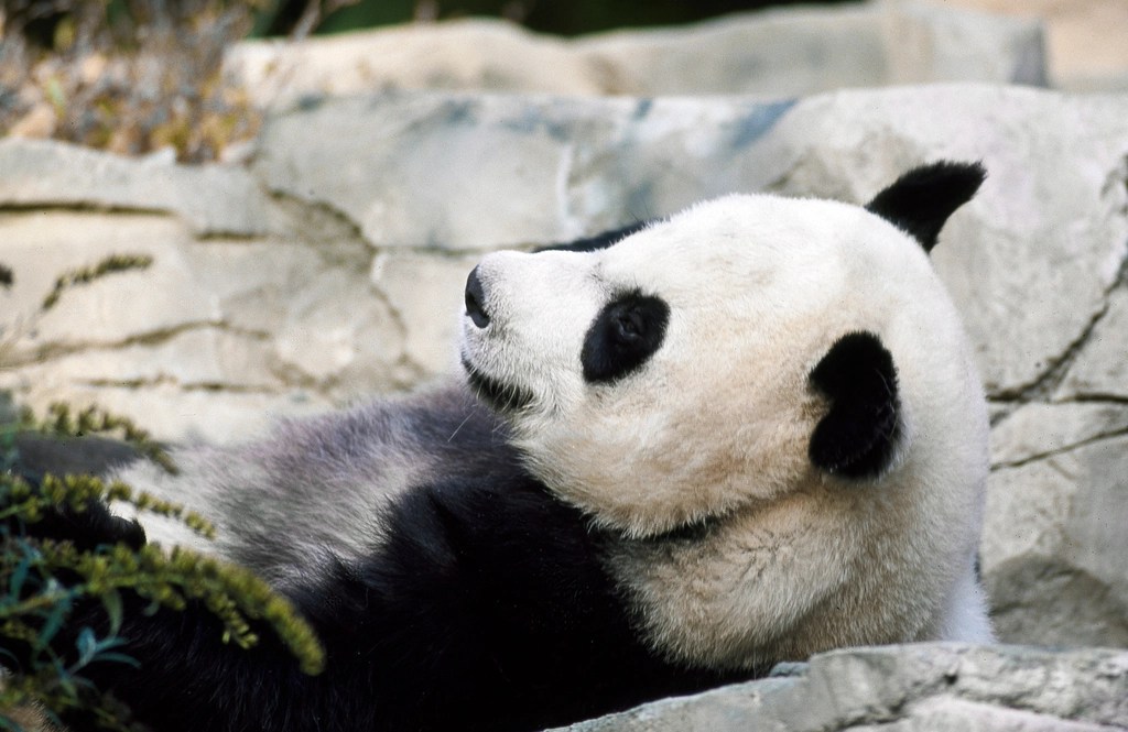 Kayalıklarda Keyifle Dinlenen Dev Panda ve Eşsiz Siyah Beyaz Deseni
