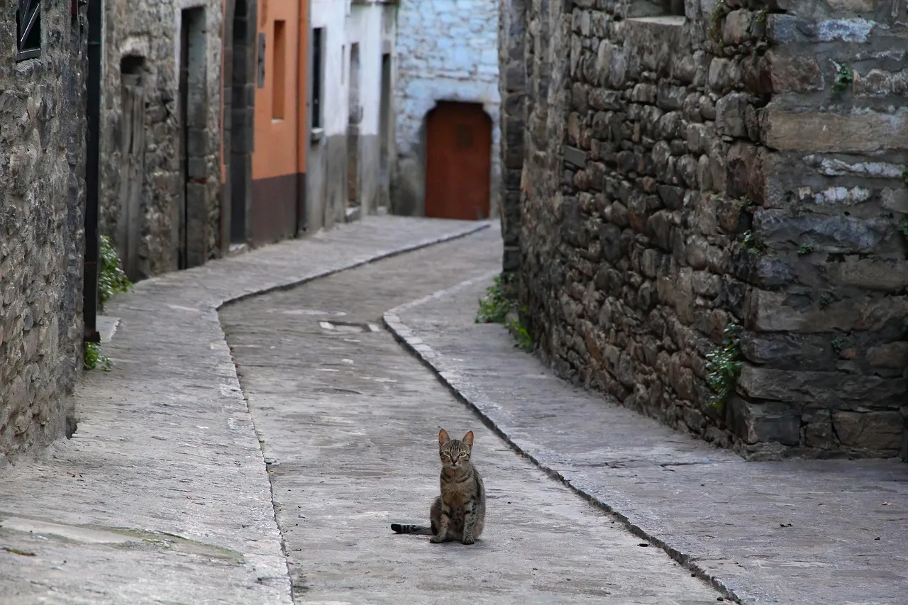 Kedi dar sokakta yalnız yürür - sokak fotoğrafı Kedi dar sokakta yalnız yürür - sokak fotoğrafı