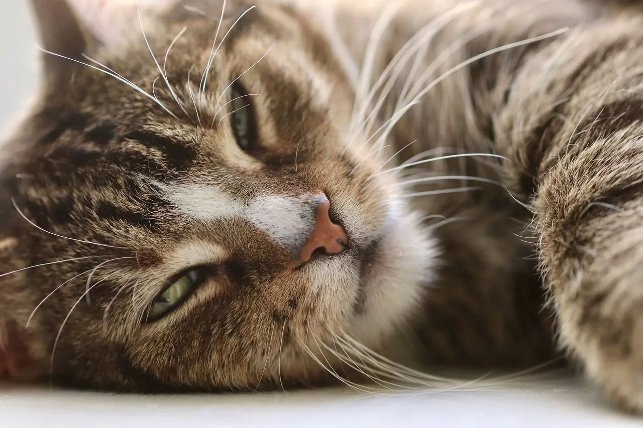 Kedi gözleri ve bıyıklarıyla yakından portre