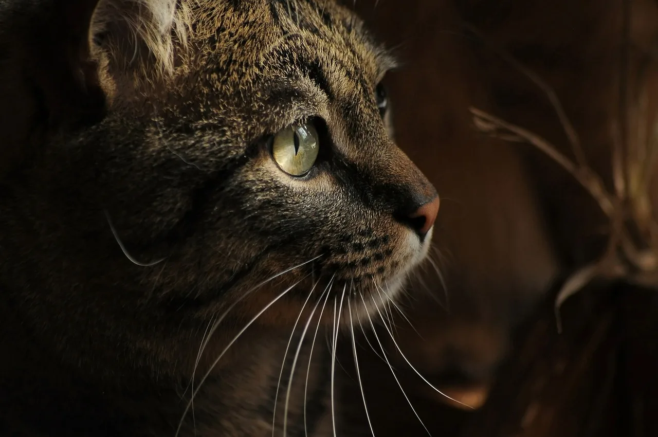 Kedi gözlerine yakın çekim portresi - sevimli evcil hayvan