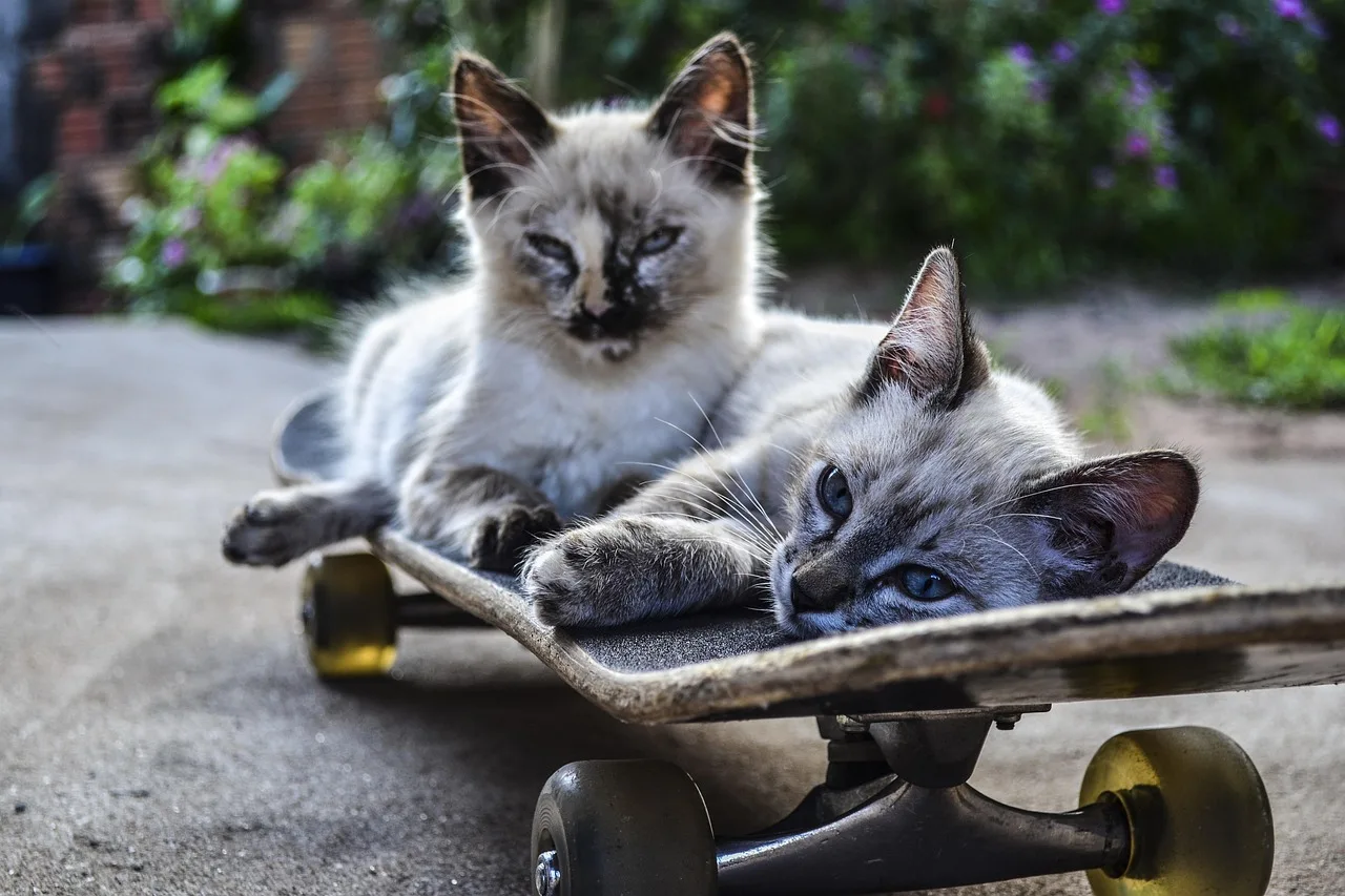 Kedi kaykayda sürüş - sevimli evcil hayvan