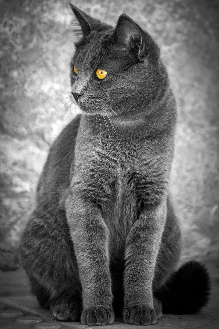 Kedi maskotu portre fotoğrafı - sarı tüy ve gözler
