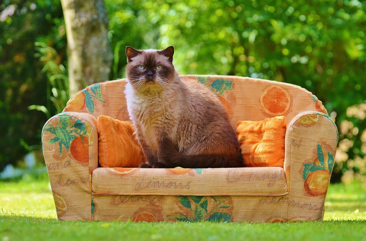 Kedi oturduğu kahverengi koltuk - evcil hayvan