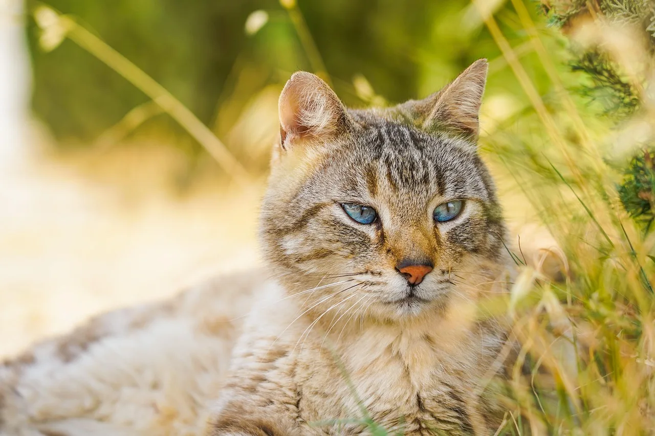 Kedi oturmuş çimenlik alanda – dış mekan portresi