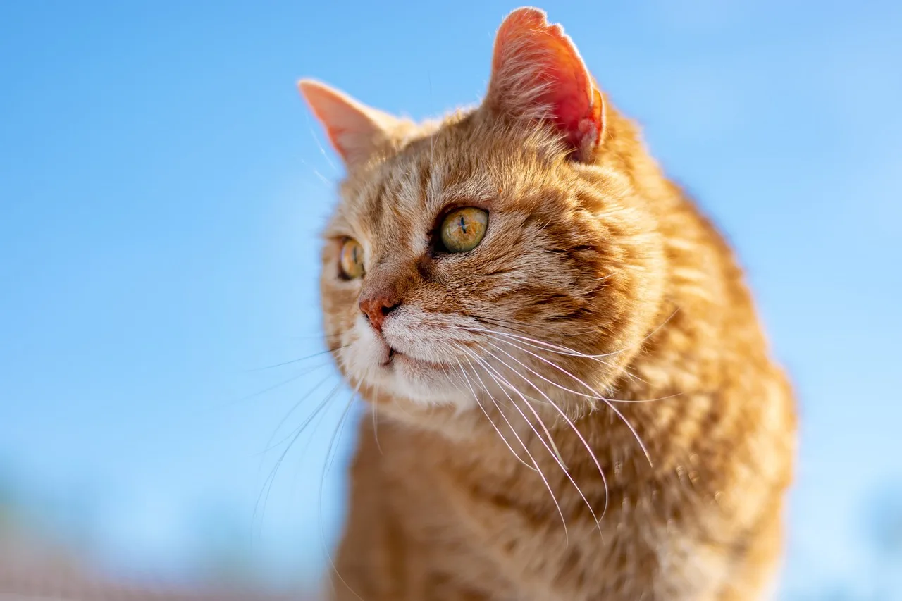 Kedi portresi doğada eski görünüm yumuşak tüy
