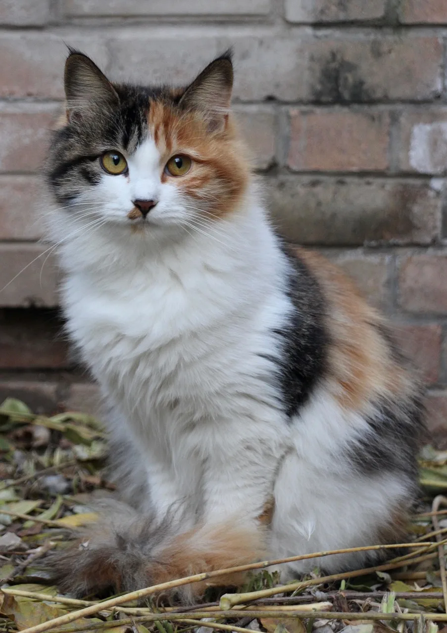 Kedi portresi - sevimli evcil hayvan fotoğrafı
