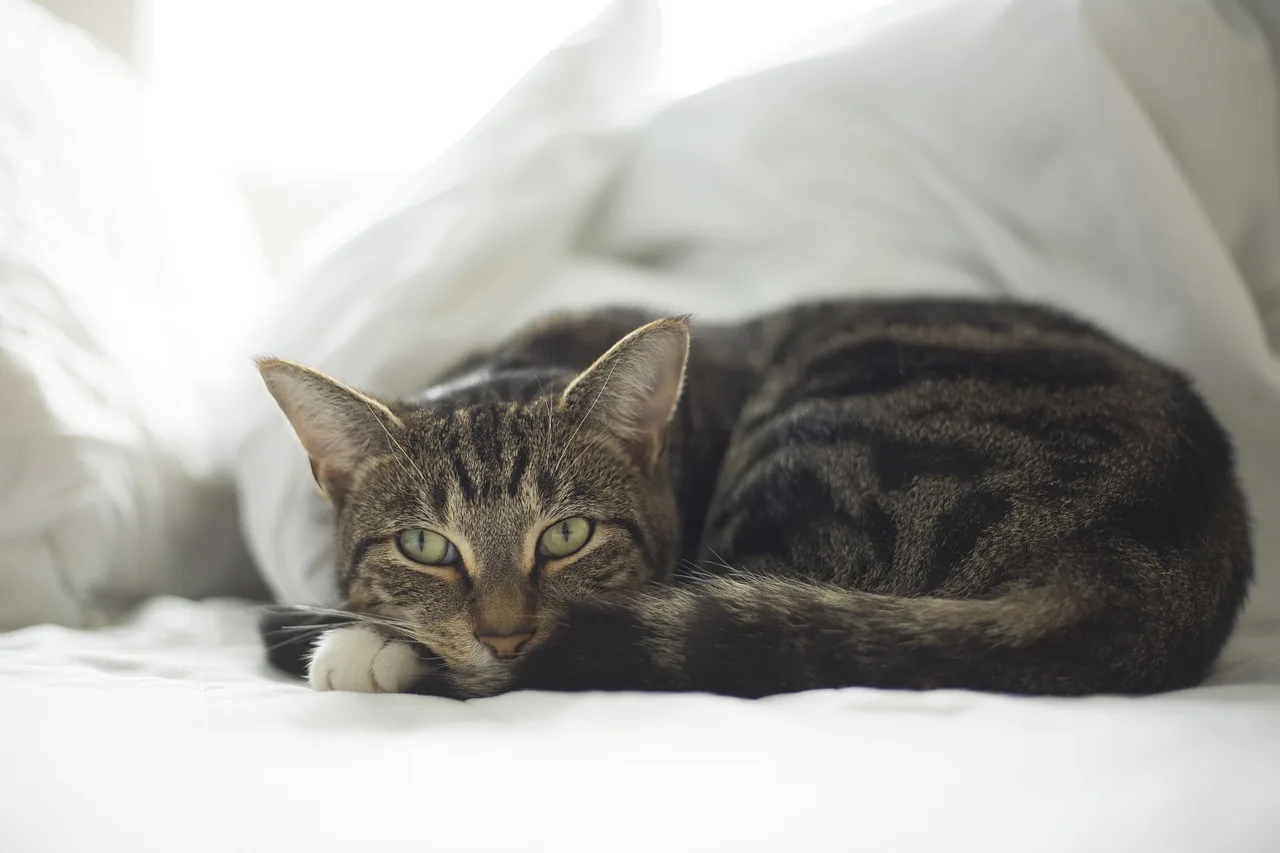 Kedi portresi tüyleriyle sevimli evcil hayvan