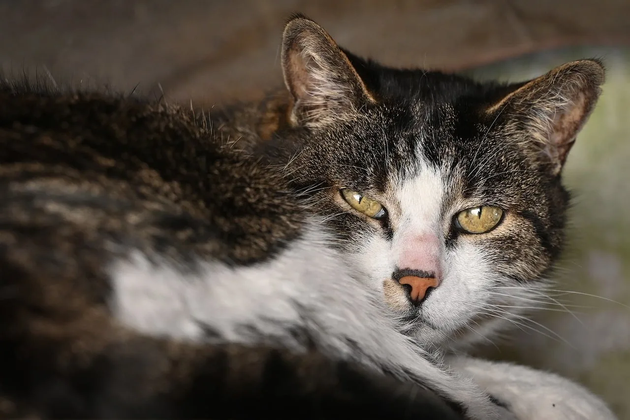 Kedi portresi uykulu tüylü detaylar