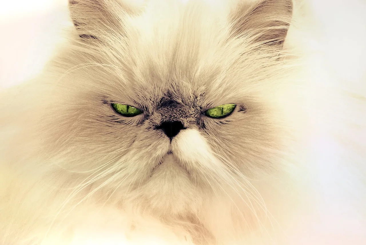Kedi portresi - uzun tüyli uykulu kedi Kedi portresi - uzun tüyli uykulu kedi