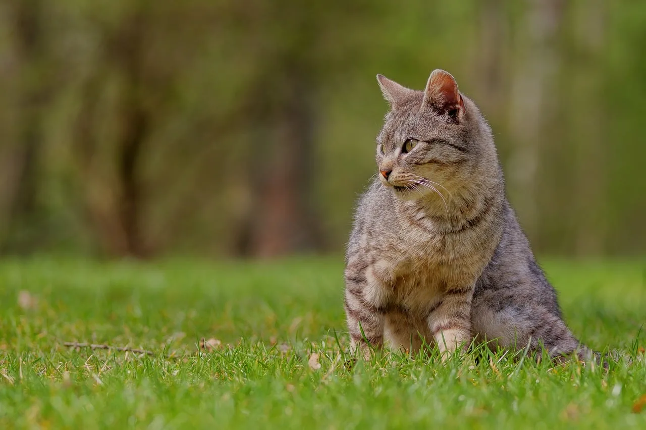 Kedi portresi - yalnız çimen üzerinde