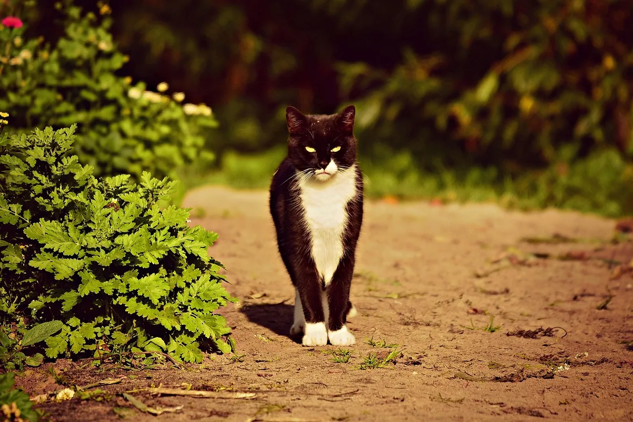 Kedi portresi - yumuşak tüy ve bıyık
