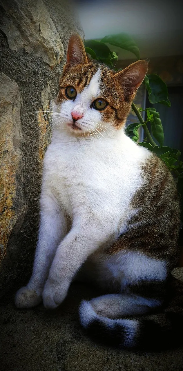 Kedi portresi - yumuşak tüyli evcil hayvan