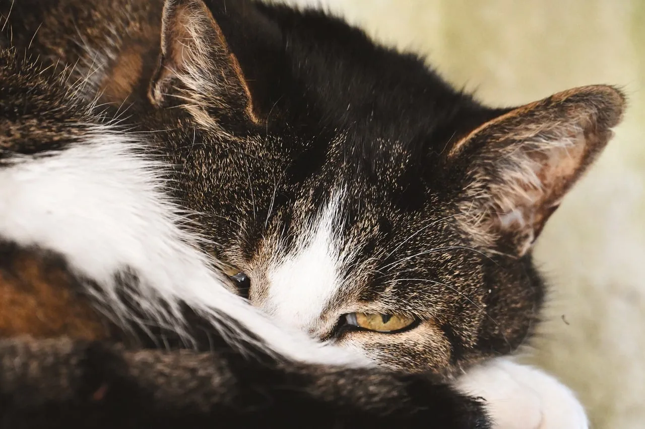 Kedi rahatlatıcı mırıltı pozu - genç siyah beyaz