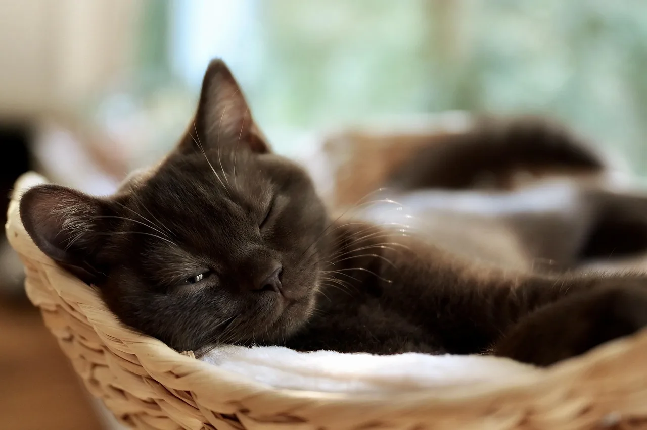 Kedi yavrusu gözleriyle sevimli portre
