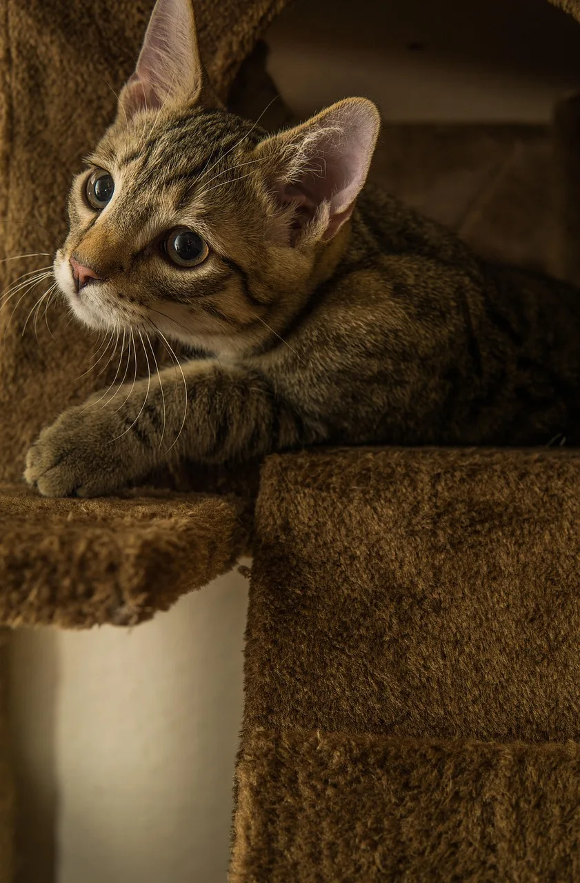 Kedi yavrusu oyun dolu portre - sevimli evcil hayvan