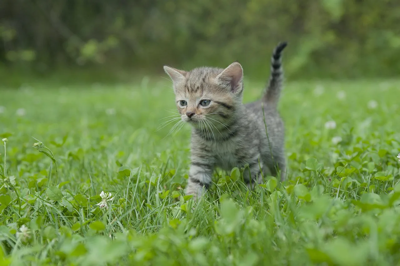 Kedi yavrusu portresi - sevimli evcil hayvan