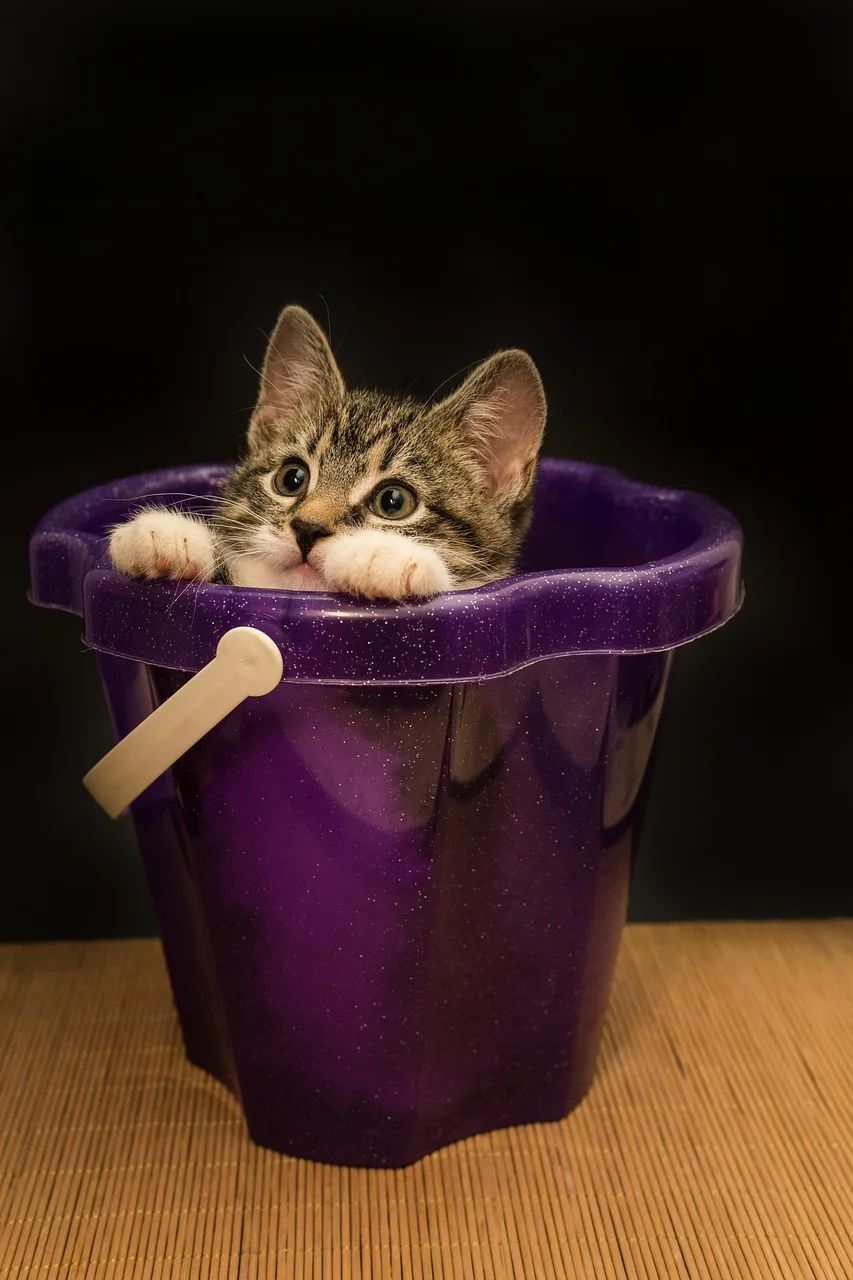 Kedi yavrusu sevimli portre - tüyleriyle