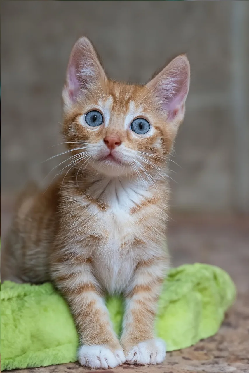 Kedi yavrusu yakın plan portresi - sevimli tüyler