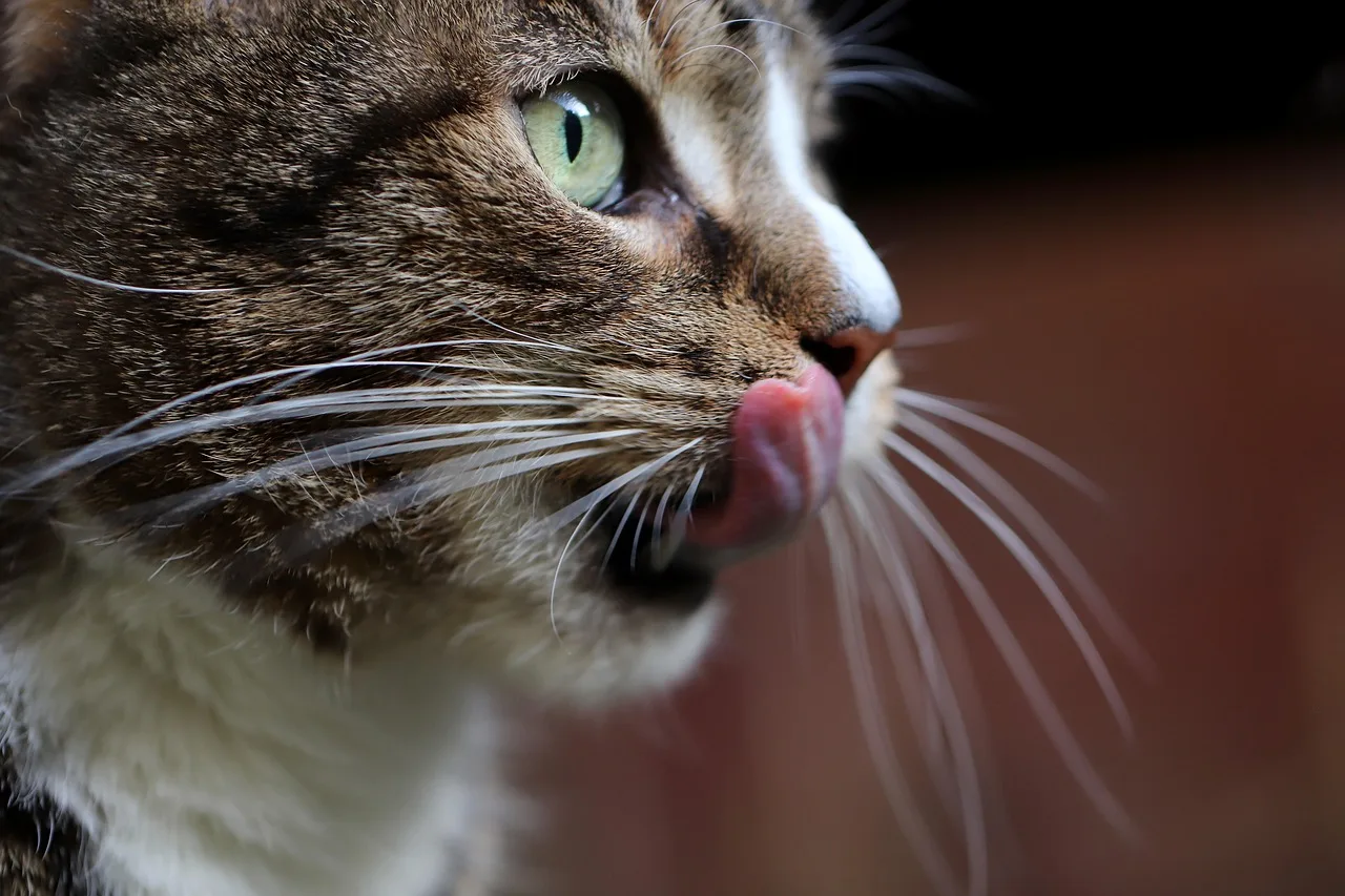 Kedi yüz ifadesi ve bıyık detayları - evcil hayvan