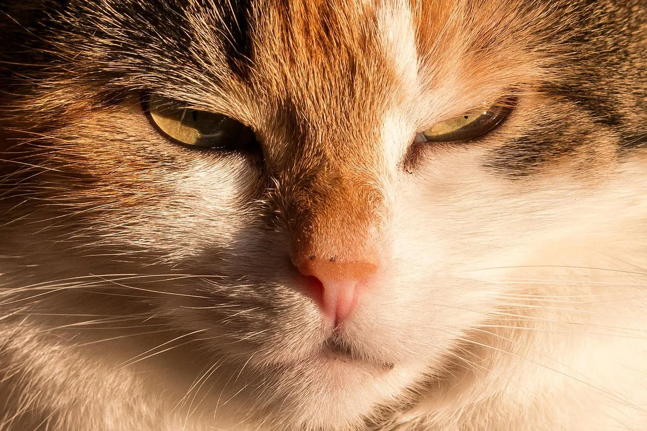 Kedi yüz ifadesi yakın çekim portresi